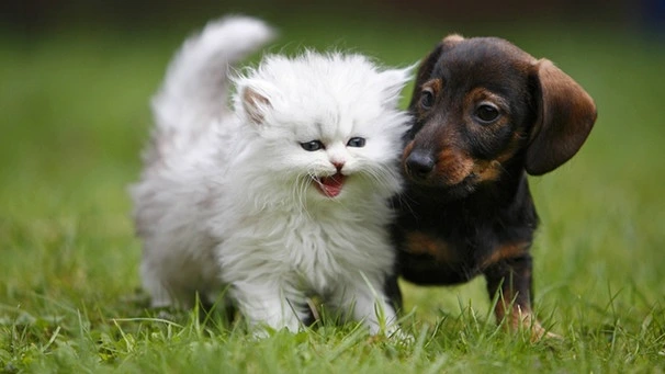 Cucciolo con Kitten